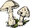 Two Mushrooms Clip Art
