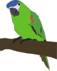Parrot Clip Art