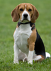 Beagle Image