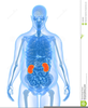 Human Anatomy Public Domain Clipart Image