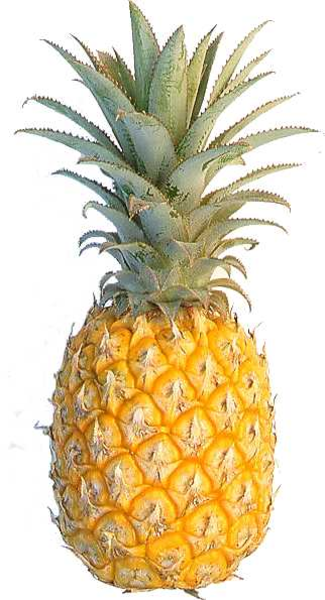 clipart of pineapple - photo #30