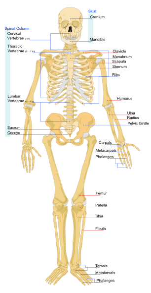 Human Skeleton Front En clip