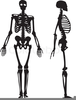 Free Clipart Images Of Skeletons Image