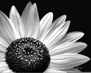 Black And White Clipart Of Sunflowers Image