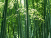 Bamboo Image