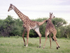 Giraffe Kicking Baby Image