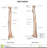 Sulcus Bone Humerus Image