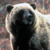 Bear 2 Icon Image