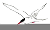 Arctic Tern Drawing Image