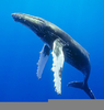 Humpback Whale Mouth Image