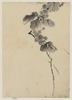 [branch With Leaves And Berries] Image
