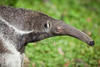 Anteater Head Image