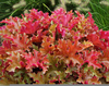 Coral Bells Marmalade Image