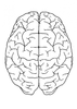 Photo Brain Top View P Image