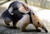 Cute Baby Anteater Image