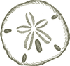 Sand Dollar Image