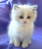 Small Ragdoll Kitten Image