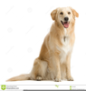 Golden Retriver Clipart Image