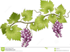 Grapes Vineyard Clipart Image