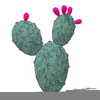 Prickly Pear Clipart Image