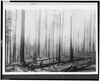 Oregon National Forest - Effect Of Fire On An Old Burn Image