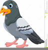 Clipart Pigeon Image