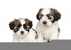 Clipart Maltese Dogs Image