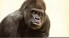 Silverback Gorilla Clipart Image
