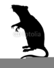 Black Rat Clipart Image