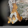 Yellow Winged Bat Image