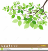 Tree Identification Clipart Image