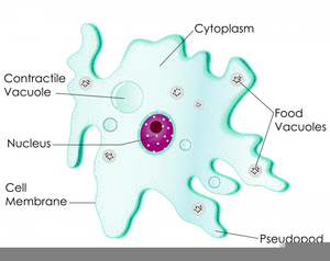 Amoeba Cell Labeled | Free Images at Clker.com - vector ... neutrophil diagram 