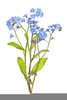 Forget Me Not Clipart Image