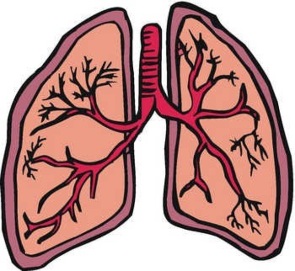 lungs clipart vector - photo #13