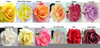 Natural Rose Colors Image
