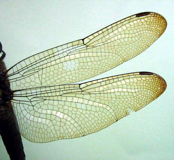 Dragonfly Wing Template