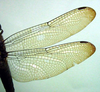 Dragonfly Wing Pattern Image