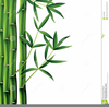 Bambu Clipart Image