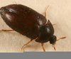 Black Carpet Beetles Image