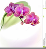 Passion Flower Clipart Image
