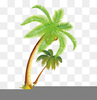 Green Coconut Clipart Image