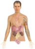 Human Body Anatomy Basics Clip Art