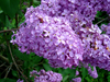 Purple Lilac Image