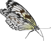 Butterfly Clip Art