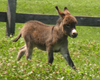 Baby Donkey Images Image