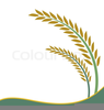 Free Clipart Rice Plant Image