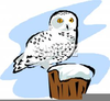 Snowy Owl Free Clipart Image