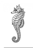 Black And White Seahorse Clipart Image