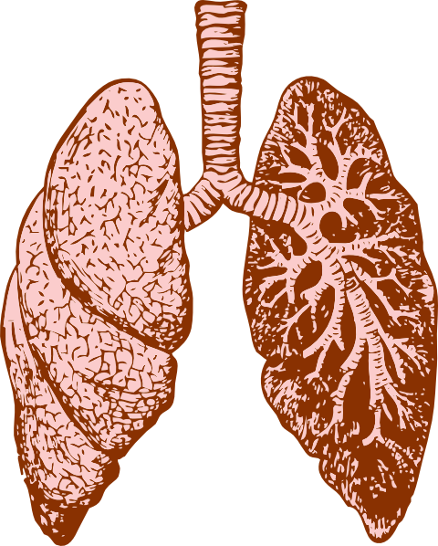 lungs clipart vector - photo #7