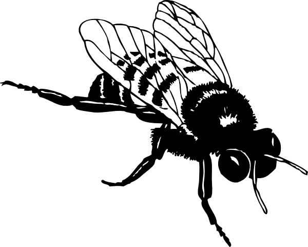 clipart bee black and white - photo #37